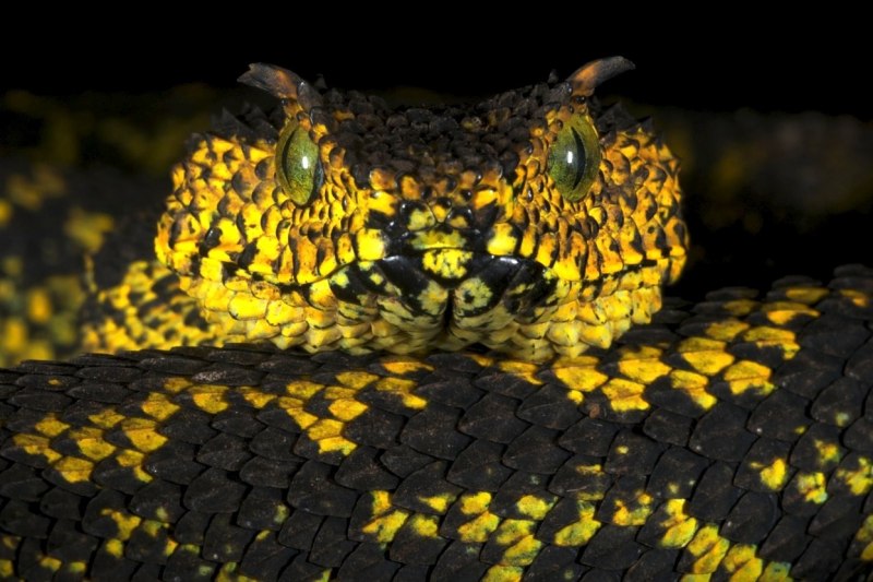 Черная Болотная гадюка