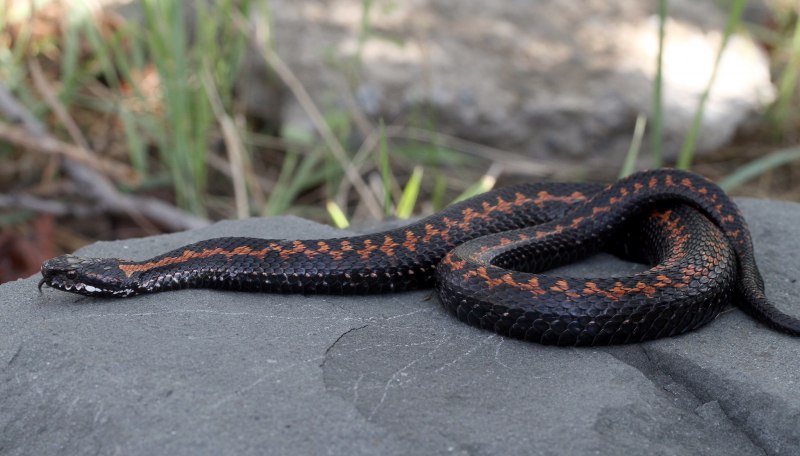 Кавказская гадюка (змея Казнакова)