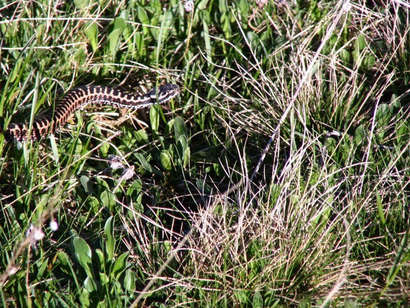 Гадюка Лотиева (Vipera lotievi)