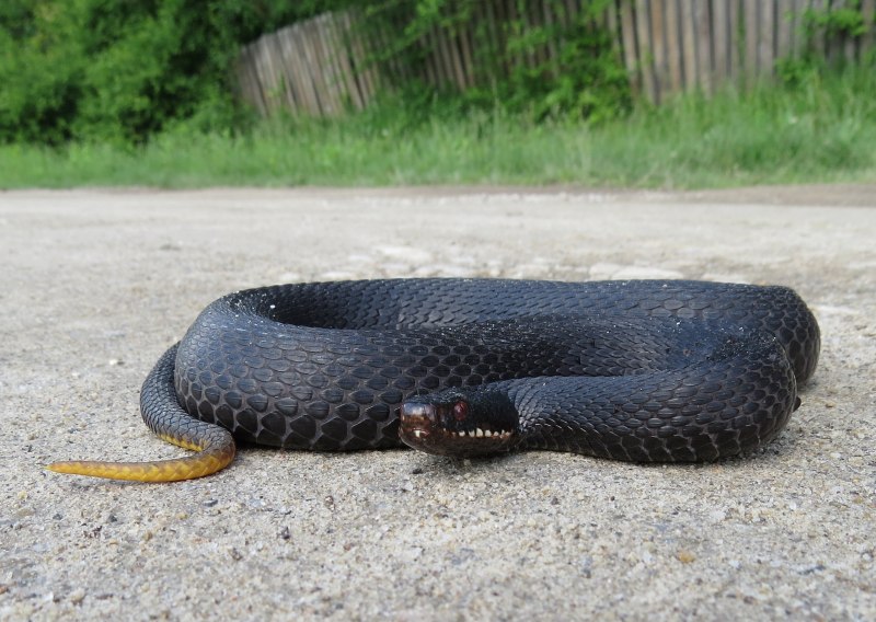 Сахалинская гадюка