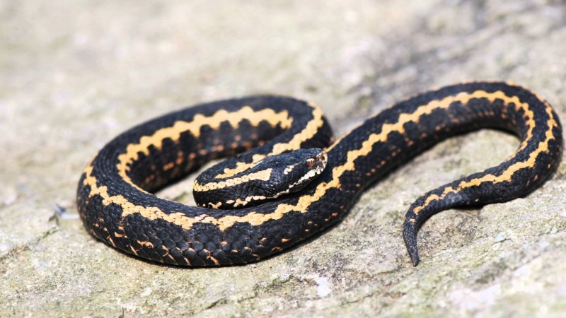 Кавказская гадюка (змея Казнакова)