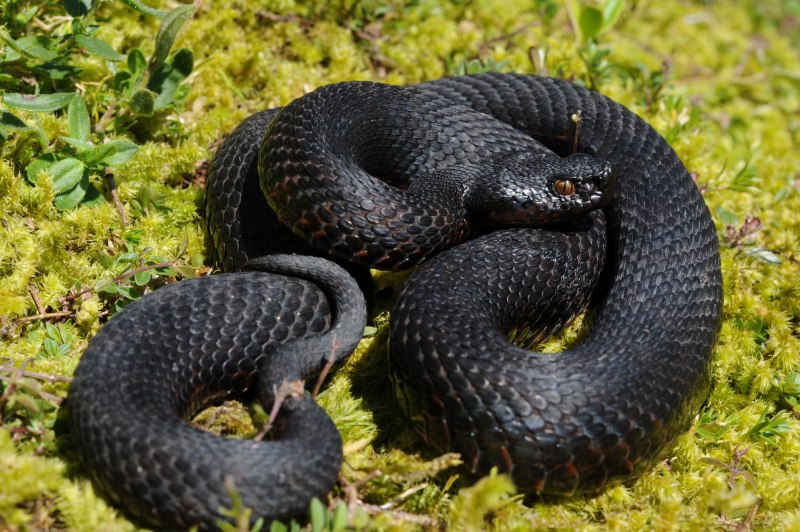 Гадюка Лотиева