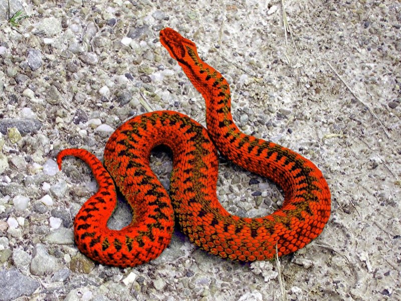 Обыкновенная Степная гадюка Крыма