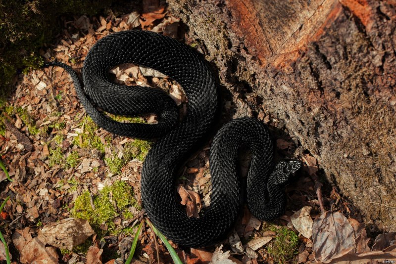 Кавказская гадюка Казнакова