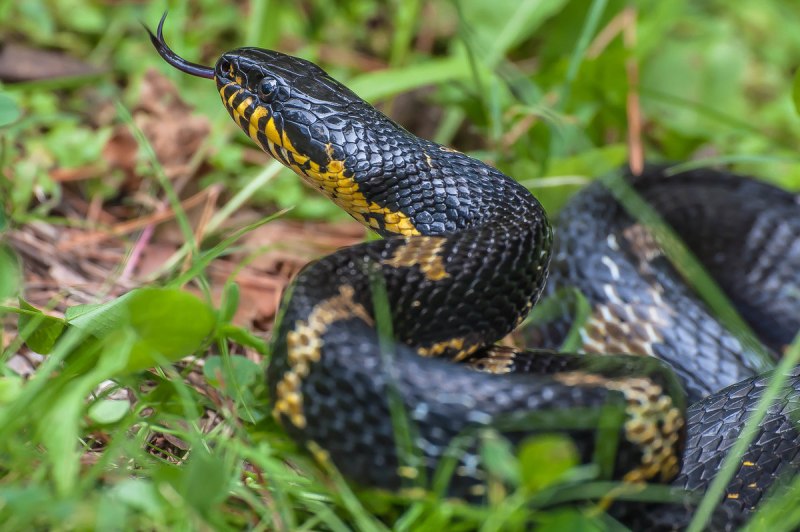 Армянская Степная гадюка