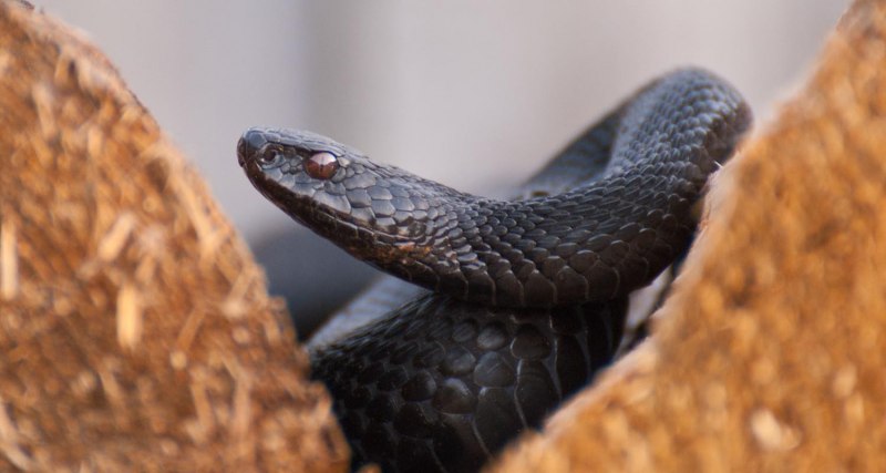 Сочи гадюка Казнакова