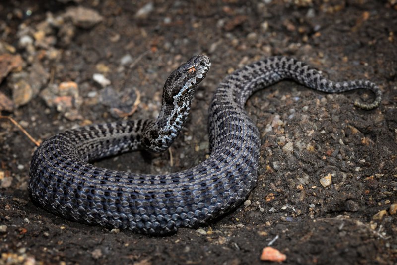 Малоазиатская гадюка