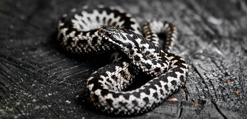 Гадюка Сахалинская ( Vipera sachalinensis )