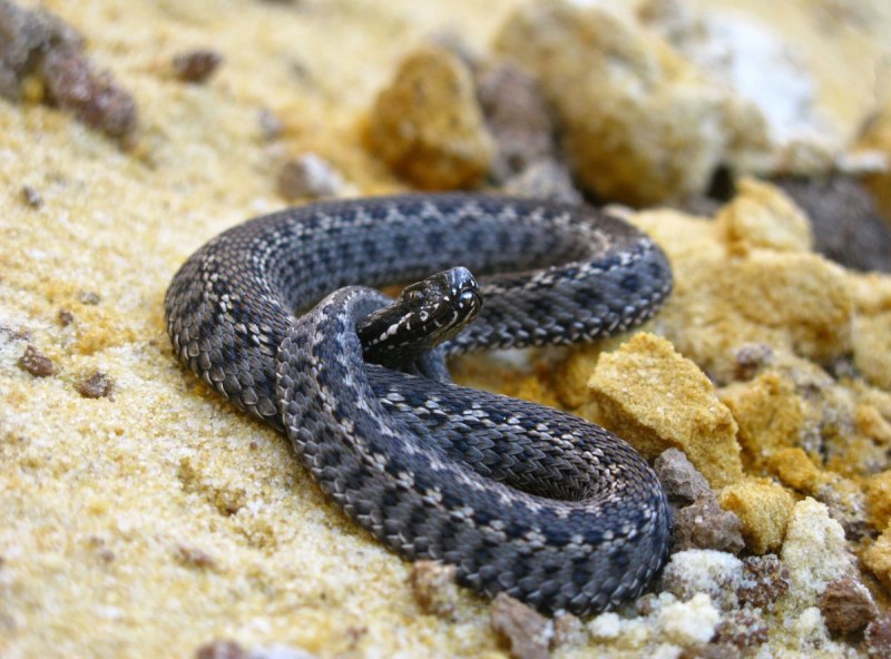 Гадюка Кавказская Краснодарский край