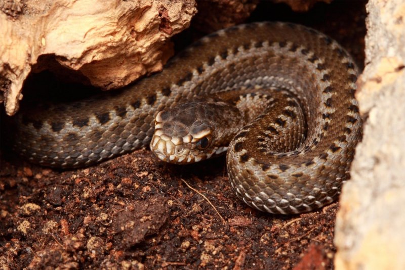 Кавказская гадюка
