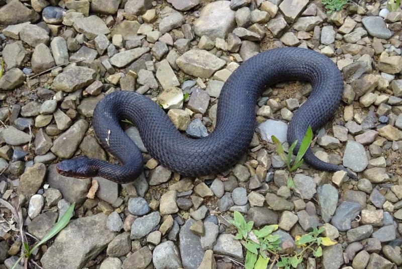 Обыкновенная гадюка меланист