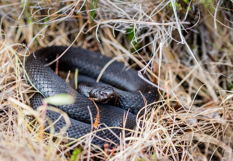 Степная гадюка медянка
