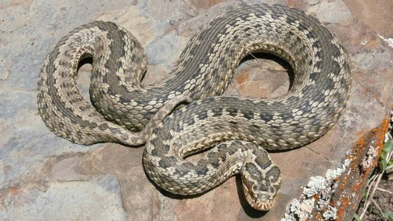 Кустарниковая гадюка (Atheris