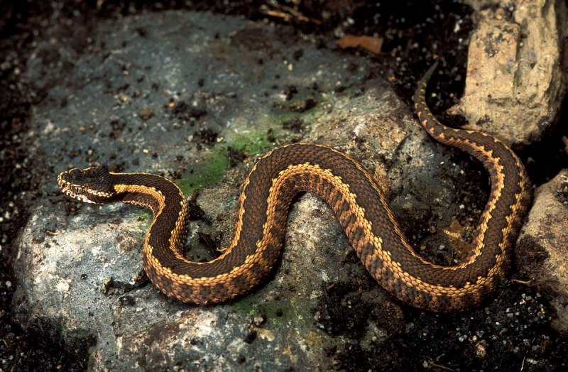 Гадюка Випера