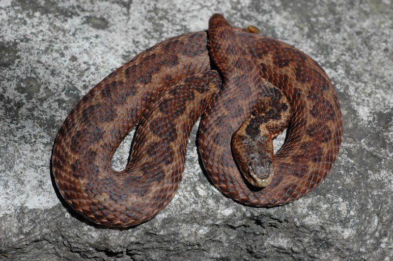 Кавказская гадюка Абхазия