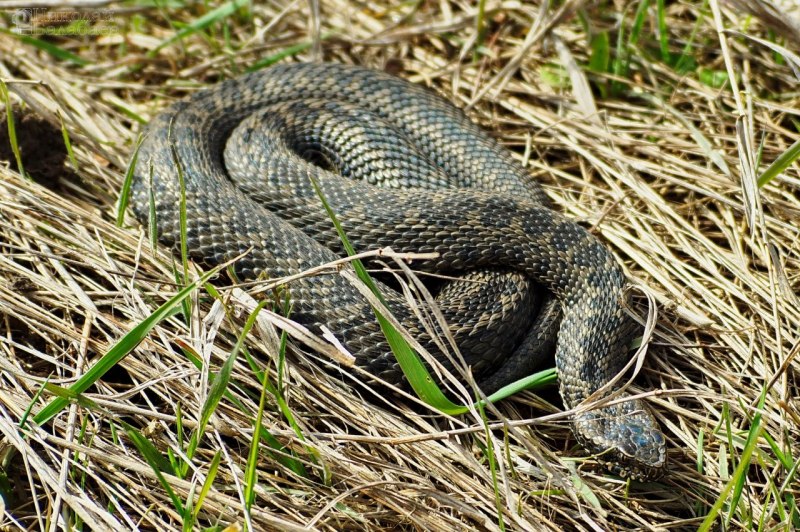 Кавказская гадюка Гюрза