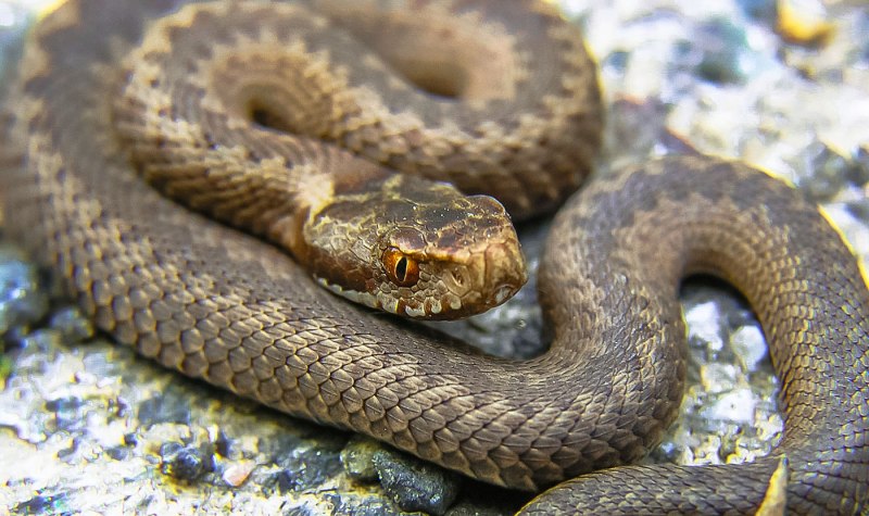 Обыкновенная гадюка