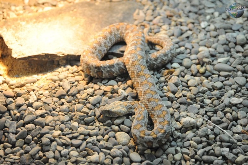 Гадюка армянская (Vipera xanthina)