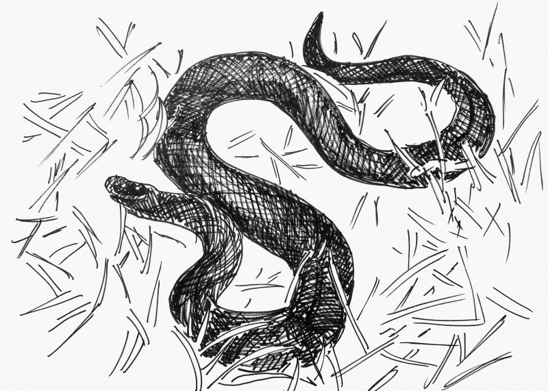 Черная гадюка с красными пятнами