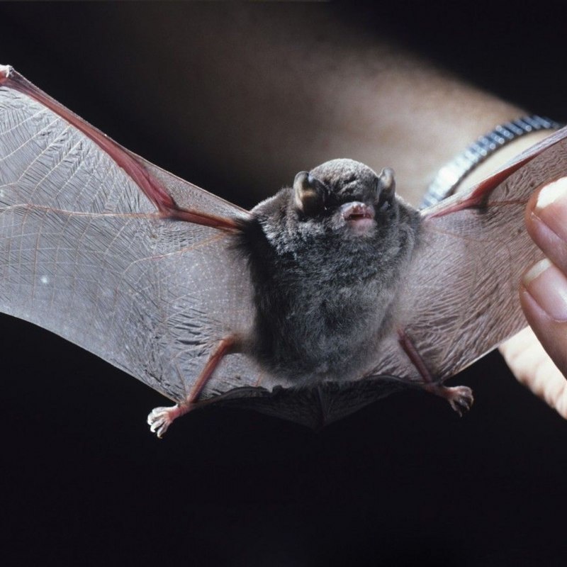 Бульдоговая летучая мышь