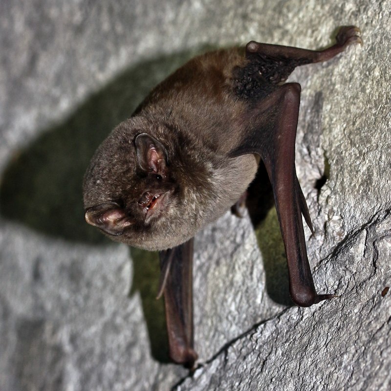 Обыкновенный длиннокрыл Miniopterus schreibersi