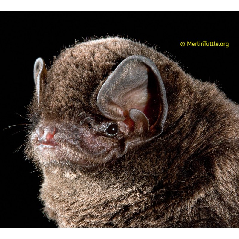 Обыкновенный длиннокрыл