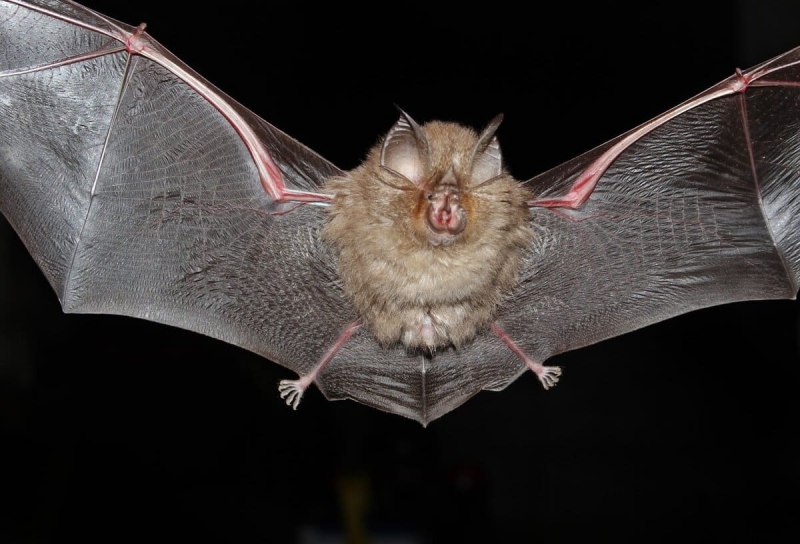 Летучая мышь широкоушка европейская