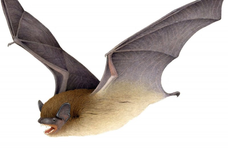 Летучая мышь обыкновенный длиннокрыл