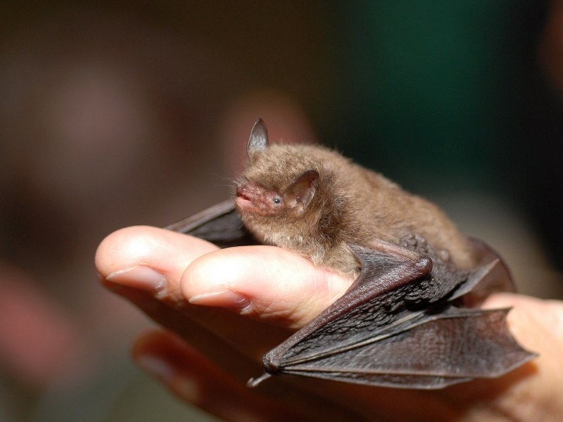 Tadarida Brasiliensis