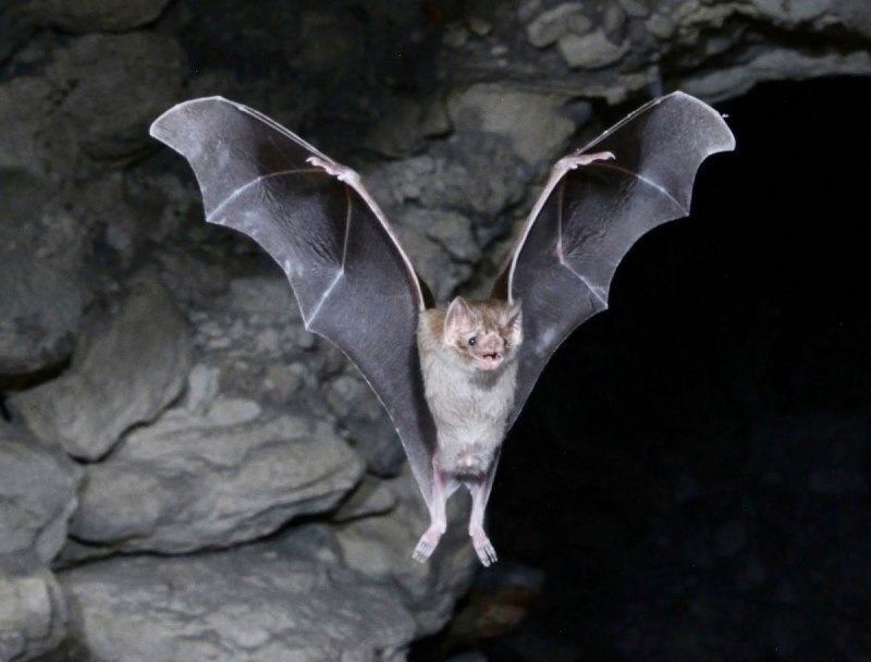 Нетопырь Пигмей красная