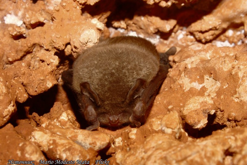 Крылатый Лось летучая мышь