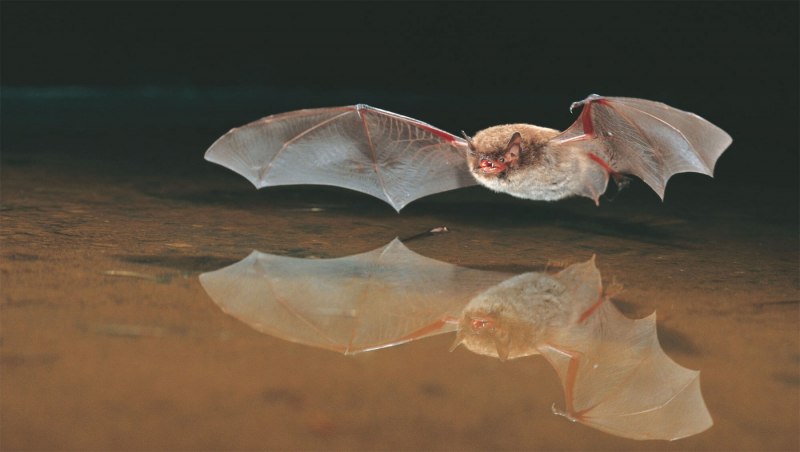 Летучая мышь подковонос