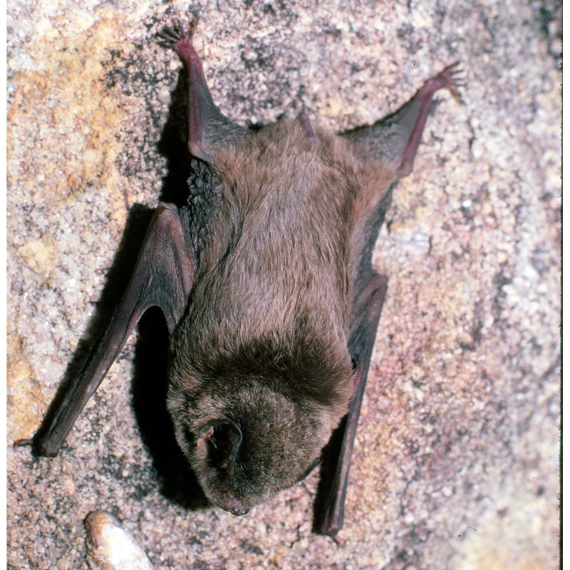 Рукокрылые эхолокация