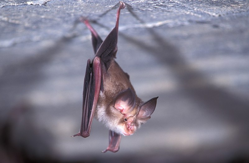 Прудовая ночница Myotis dasycneme (Boie, 1825)