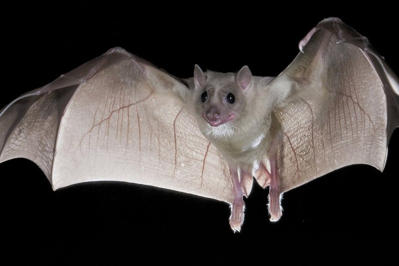 Обыкновенный длиннокры