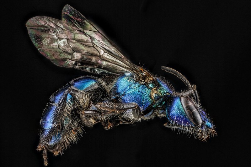 Мохноногий вампир летучая мышь