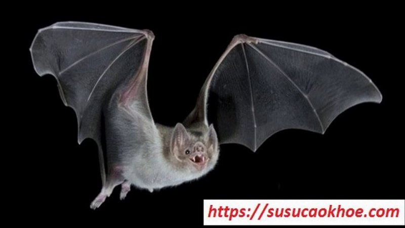 Подковонос Мегели