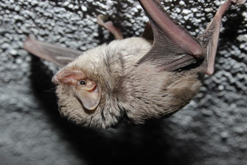 Летучая мышь обыкновенная