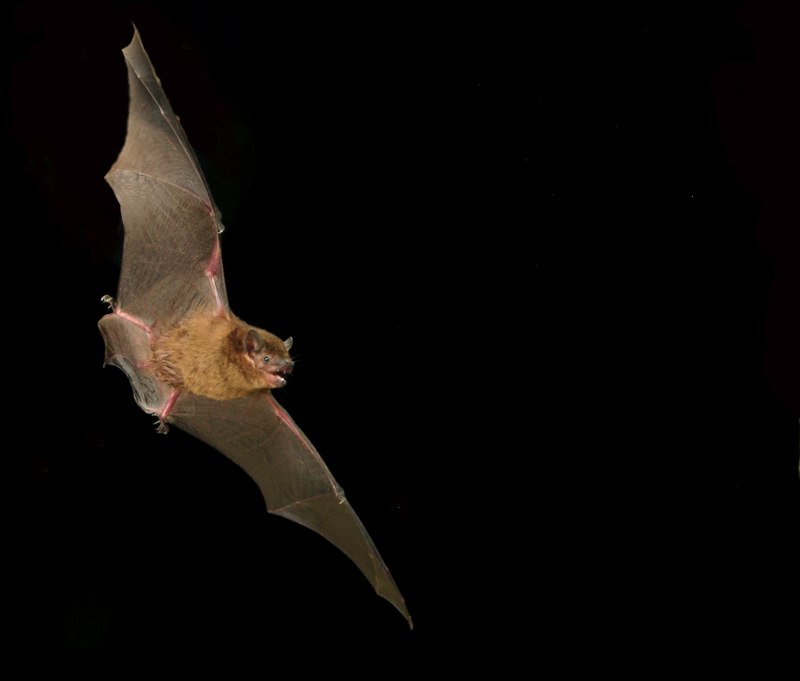 Елена летучая Мем с летучей мышью