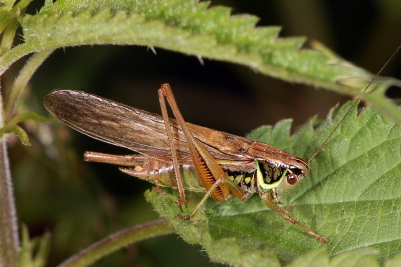 Пятнистый Стрижехвост рыба