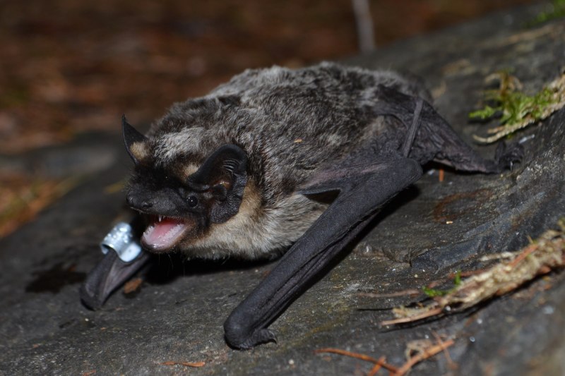 Летучая мышь сидит на ветке