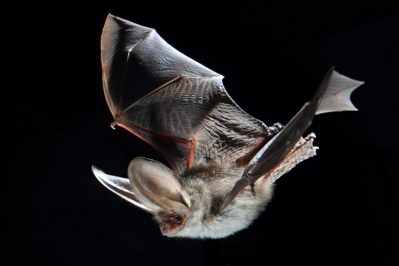 Летучая мышь обыкновенный длиннокрыл
