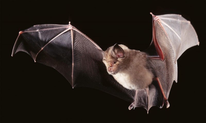 Летучие мыши в пещере