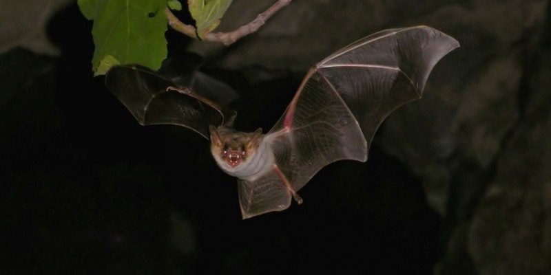 Перуанская летучая мышь