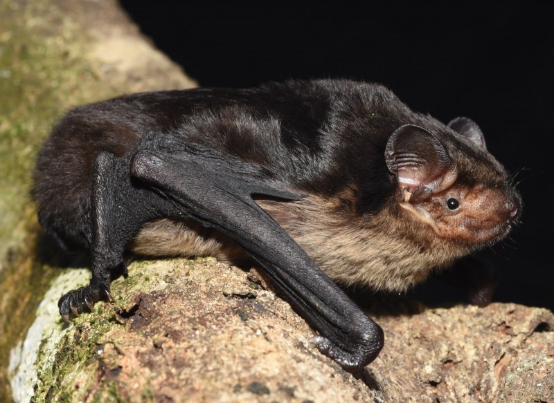 Обыкновенный длиннокрыл