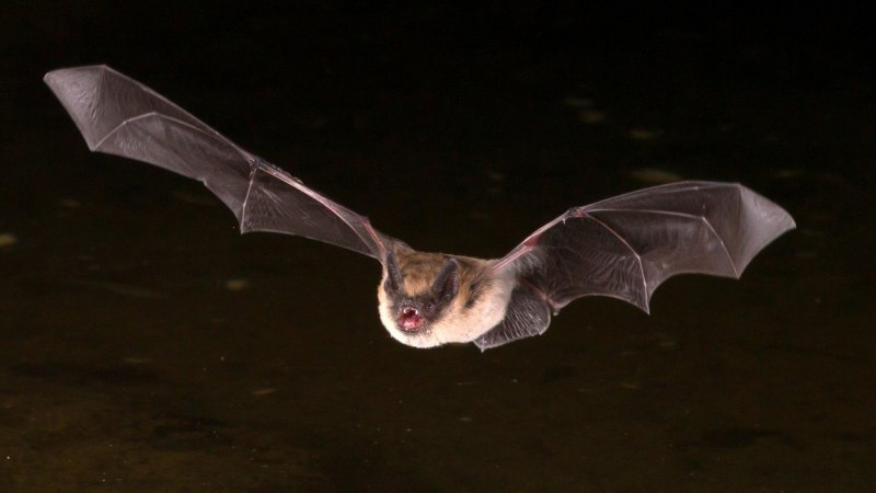 Длиннокрыл