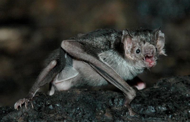 Летучая мышь эскиз