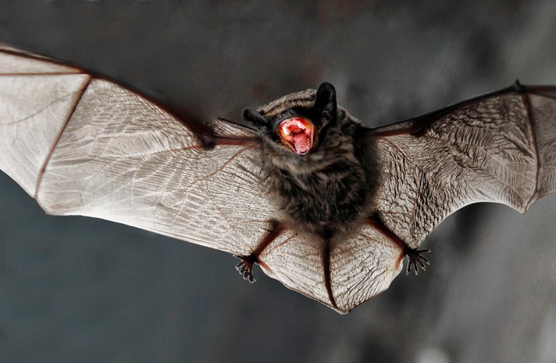 Летучая мышь подковонос