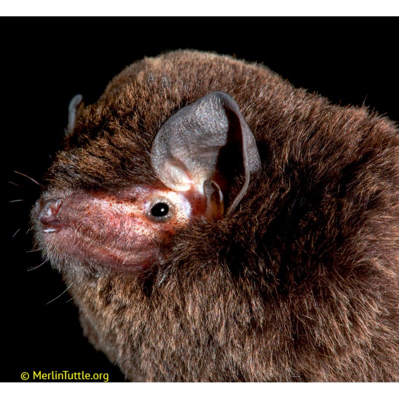 Кокон летучей мыши