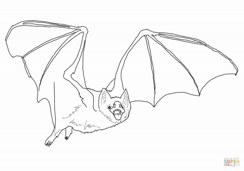 Гигантские летучие мыши вампиры